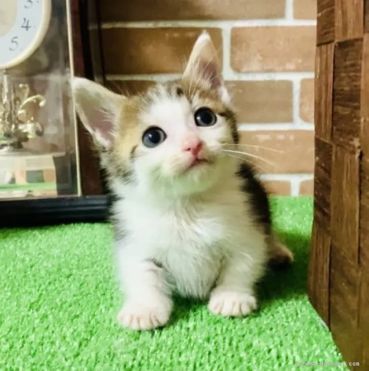 ID：2306-02829の子猫
