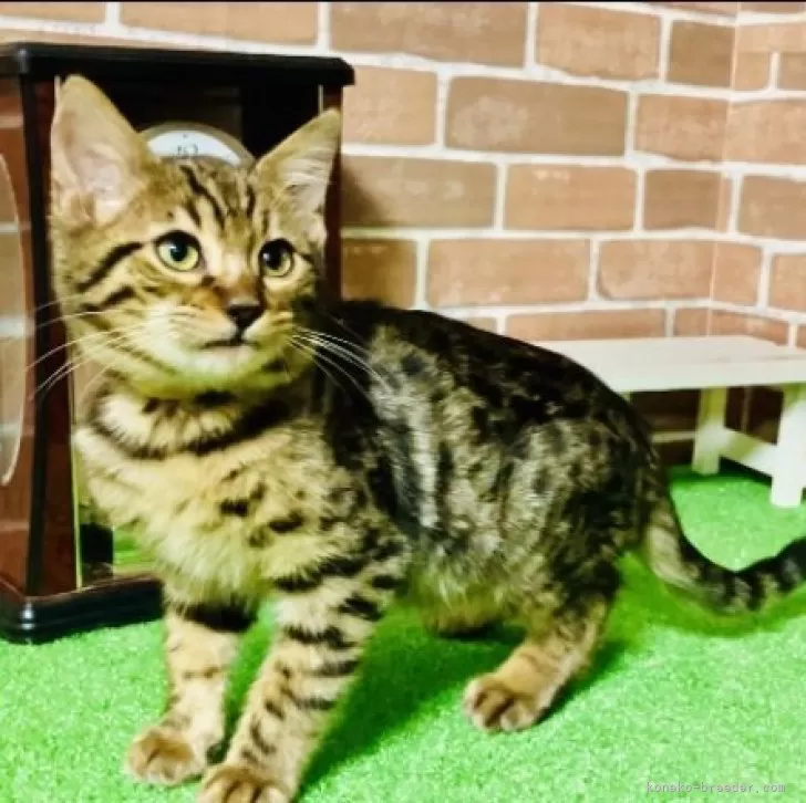 ID：2401-01154の子猫