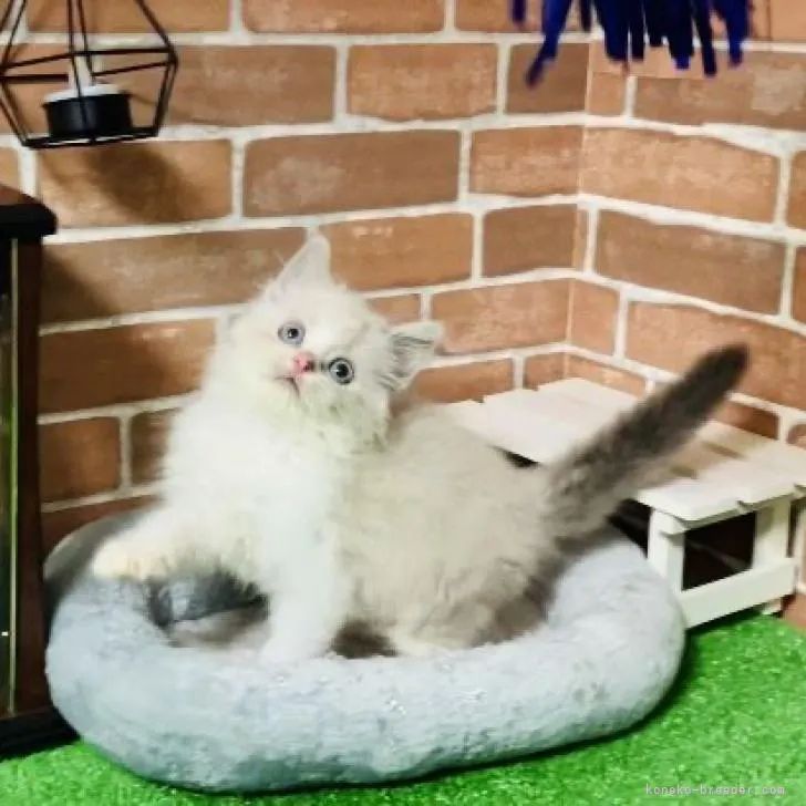 ID：2212-02062の子猫