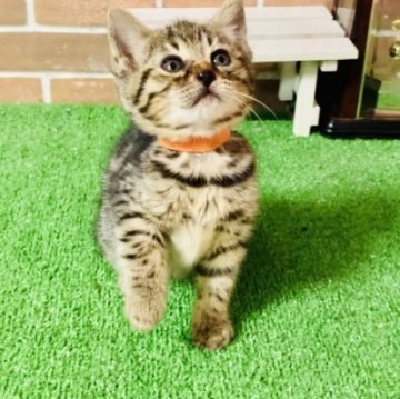 ベンガル【奈良県・女の子・2023年9月17日・ブラウンスポテッドタビー（短毛）】の写真「よく食べよく遊び元気いっぱいの女の子です」