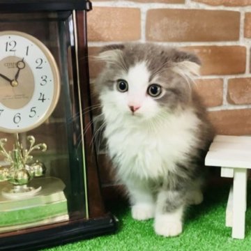 スコティッシュフォールド(折れ耳)【奈良県・男の子・2023年4月13日・ブルータビー&ホワイト（ロング）】の写真「まんまるお目めとふわふわヘアが魅力です」