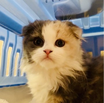 スコティッシュフォールド(折れ耳)【奈良県・女の子・2023年9月24日・ダイリュートキャリコ（ロング）】の写真「ふわふわのロングヘアが魅力的です」