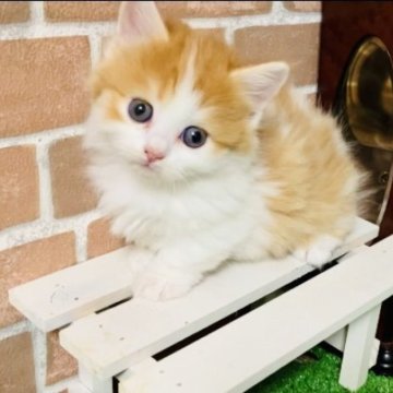 マンチカン(短足)【奈良県・女の子・2023年10月4日・レッドタビー&ホワイト（ロング）】の写真「愛くるしい瞳の可愛い女の子です」