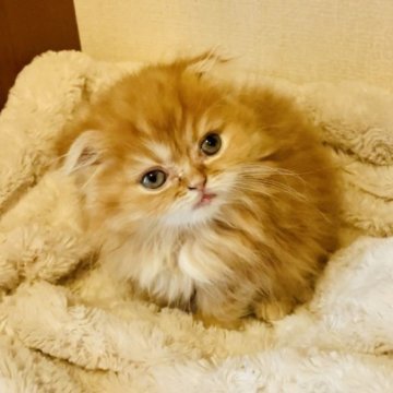 スコティッシュフォールド(折れ耳)【奈良県・男の子・2023年1月31日・レッドタビー（長毛）】の写真「活発で元気いっぱいの男の子です」