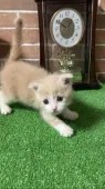 スコティッシュフォールド(折れ耳)【奈良県・男の子・2023年8月3日・クリームタビー&ホワイト】の写真1