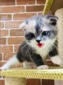 スコティッシュフォールド(折れ耳)【奈良県・女の子・2022年4月21日・】の写真3