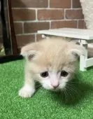 スコティッシュフォールド(折れ耳)【奈良県・男の子・2023年8月3日・クリームタビー&ホワイト】の写真3