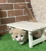 スコティッシュフォールド(折れ耳)【奈良県・男の子・2023年8月3日・クリームタビー&ホワイト】の写真4