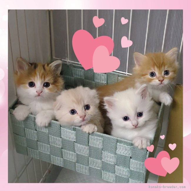 😺現在出産ラッシュ中😻(写真は過去マンチカン)｜小堀　陽子(こぼり　ようこ)ブリーダー(千葉県・ミヌエットなど・ICC登録)の紹介写真2