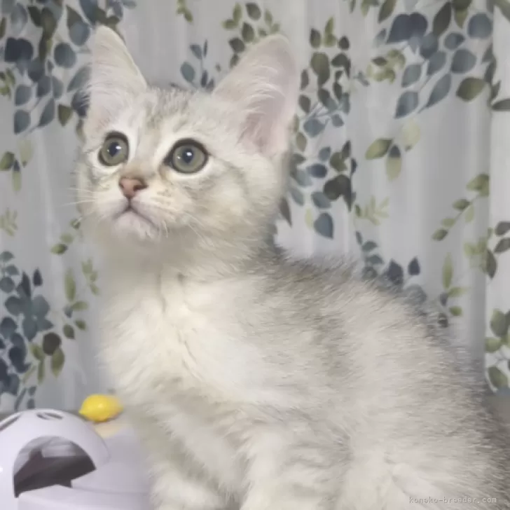 ID：2312-02683の子猫