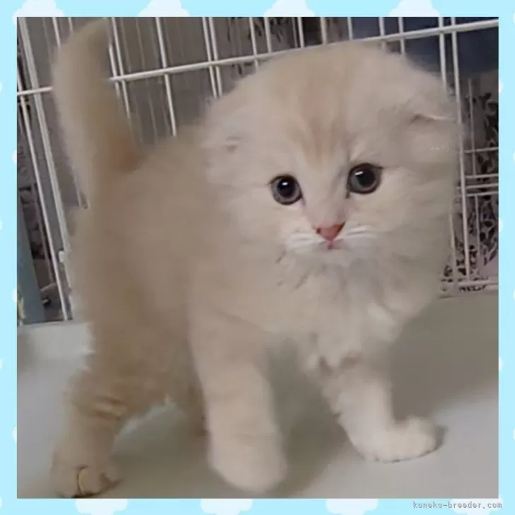 ID:2411-00460の子猫