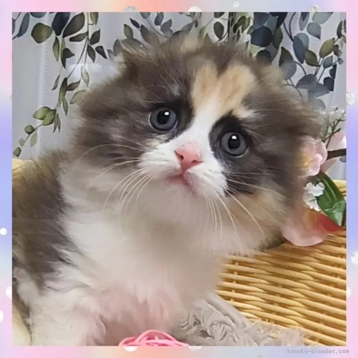 ID:2410-02349の子猫