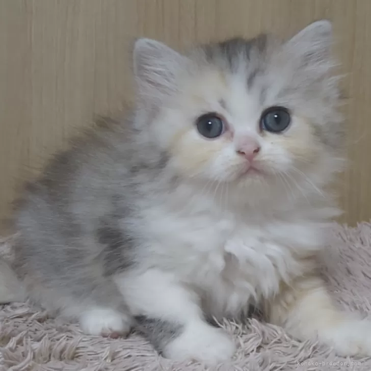 ま〜しゃ 様のお迎えした子猫