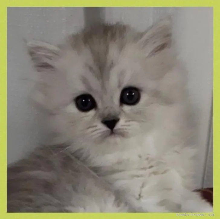 ID：2212-01971の子猫