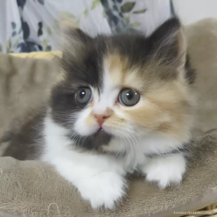 ミキ 様のお迎えした子猫