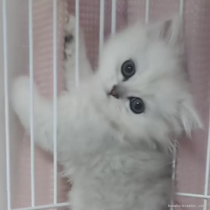 ID:2312-00367の子猫