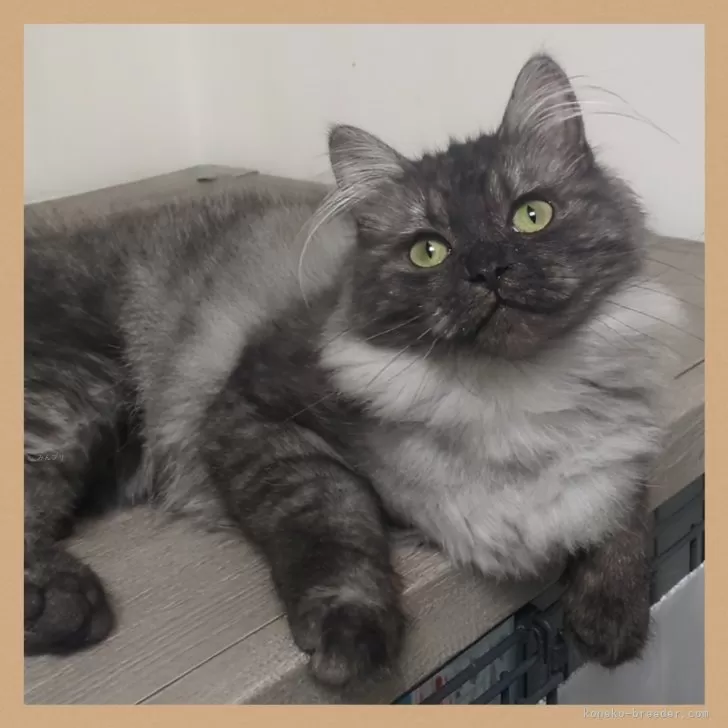 ID:2401-00118の子猫