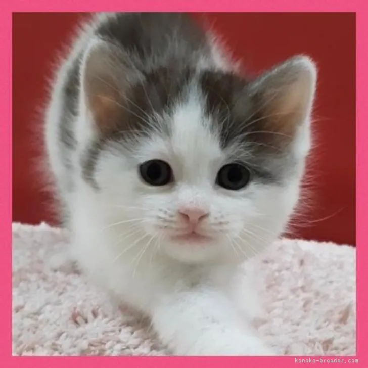 T.K 様のお迎えした子猫