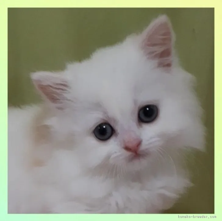 S.Y 様のお迎えした子猫