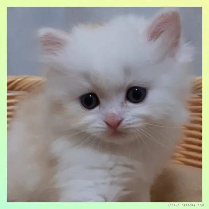 ID：2304-00193の子猫