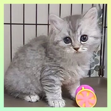 マンチカン×ミックス(チンチラ&サイベリアン)【千葉県・男の子・2024年9月5日・ブルータビー（セミロング）】の写真「唯一無二⭐トリプルミックスの可愛い双子♫」