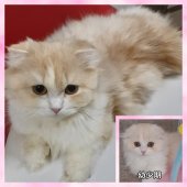 マンチカン【・女の子・2021年8月9日・カメオタビー&ホワイト】「幼少期😻成長過程」
