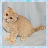 マンチカン(長足)【千葉県・男の子・2023年6月9日・クリ―厶タビー】の写真2