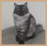 サイベリアン【千葉県・女の子・2023年12月2日・ブラックスモーク】の写真2「ポーズ決めています😸」
