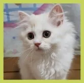 ミヌエット(長足)【千葉県・男の子・2023年3月3日・カメオタビ―&ホワイト】の写真2「バランスのいい目鼻立ちです！」