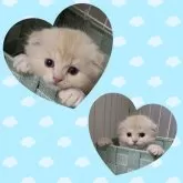 マンチカン(長足)【千葉県・男の子・2024年10月3日・クリームタビー】の写真3「カゴがお気に入り😽」