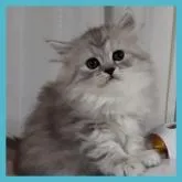ペルシャ(チンチラ)♂×サイベリアン♀【千葉県・男の子・2022年11月30日・シェーデッドシルバー】の写真3「可愛く成長しています🎵」