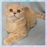 マンチカン(長足)【千葉県・男の子・2023年6月9日・クリ―厶タビー】の写真4