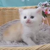 ミヌエット(長足)【千葉県・男の子・2024年7月25日・カメオタビー&ホワイト】の写真4