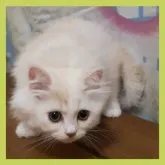 ミヌエット(長足)【千葉県・男の子・2023年3月3日・カメオタビ―&ホワイト】の写真4「猫じゃらし❗狙い打ちにゃ～😼」