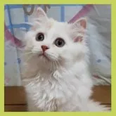 ミヌエット(長足)【千葉県・男の子・2023年3月3日・カメオタビ―&ホワイト】の写真5「とてもお利口さんです😃」