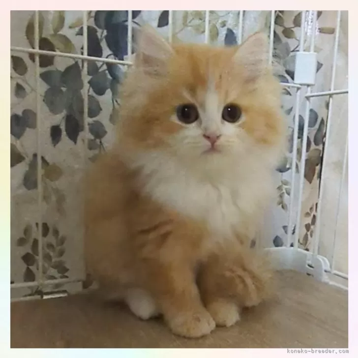 ポテト&マロン 様のお迎えした子猫