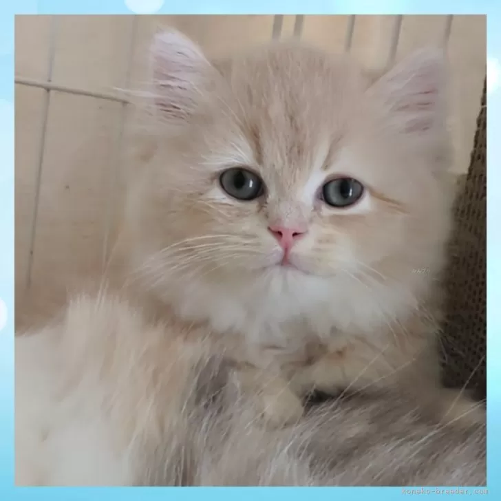 ID:2506-01639の子猫