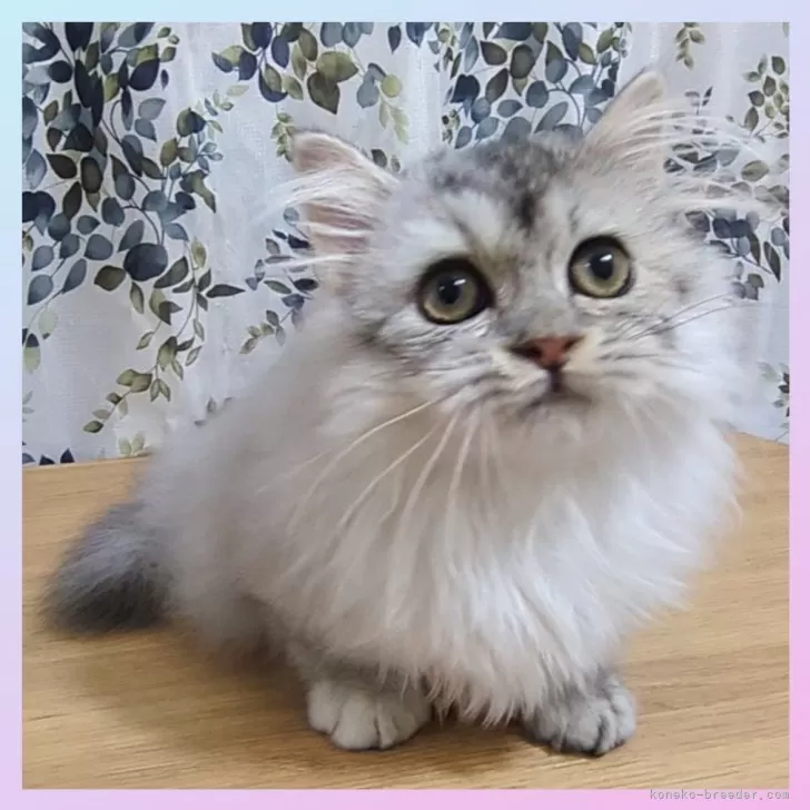 ID:2503-00926の子猫