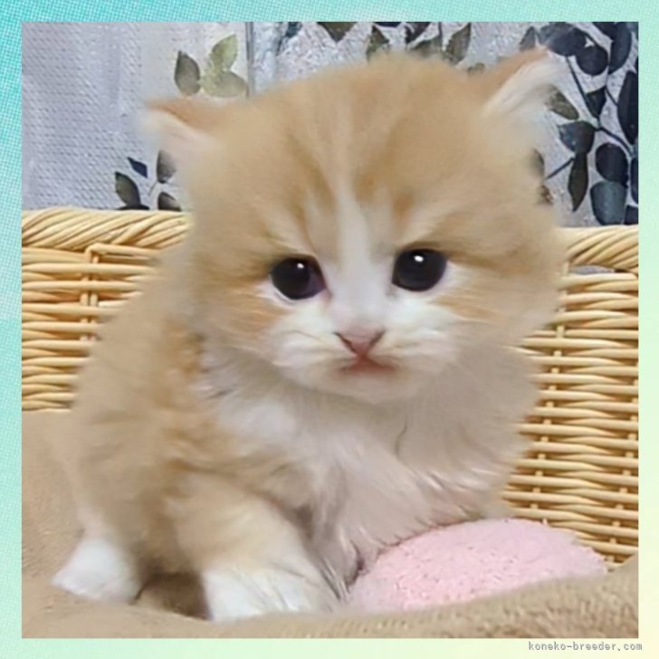 ブリーダー画像