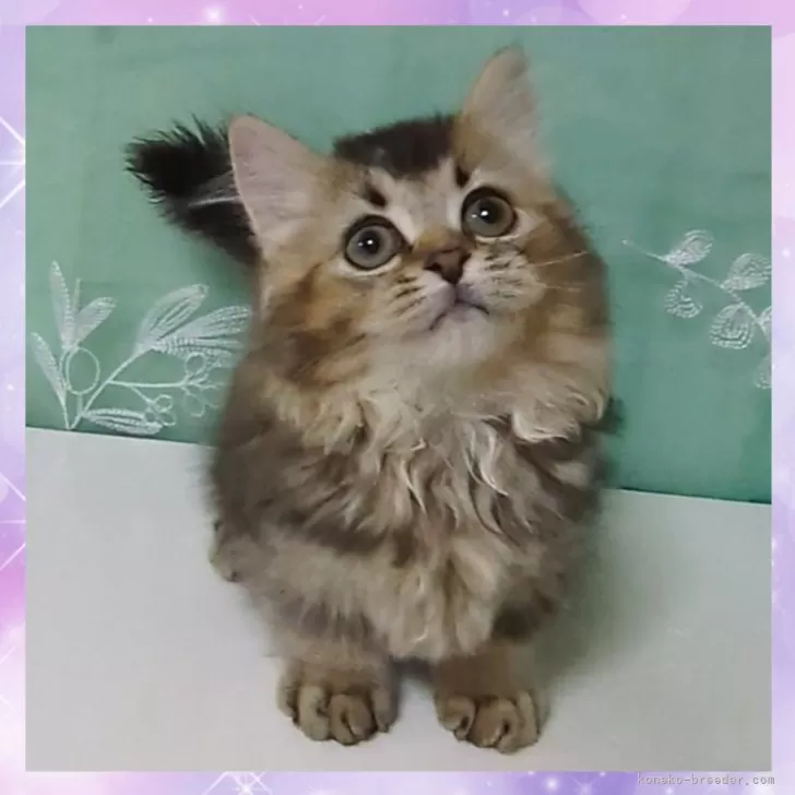 トモ 様のお迎えした子猫