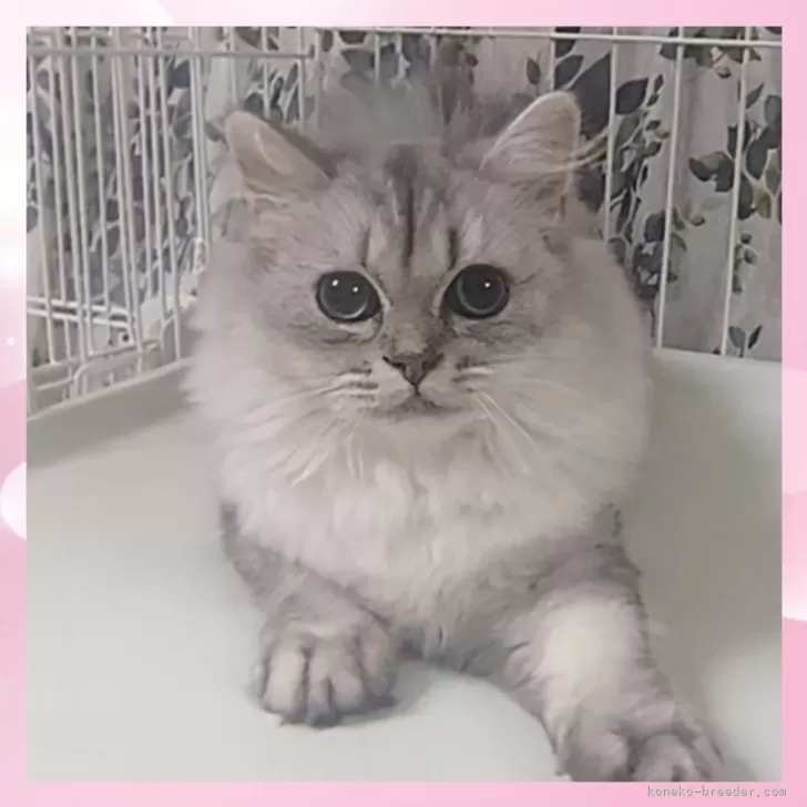 ID：2503-02189の子猫