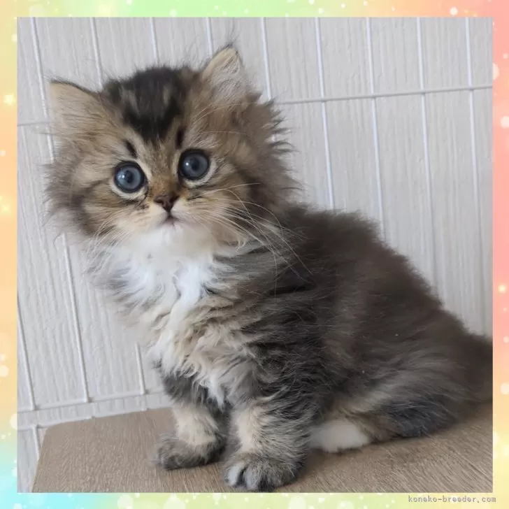 ID：2504-03308の子猫