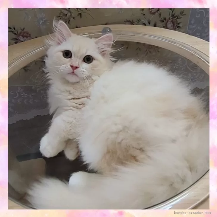 ID：2603-00390の子猫