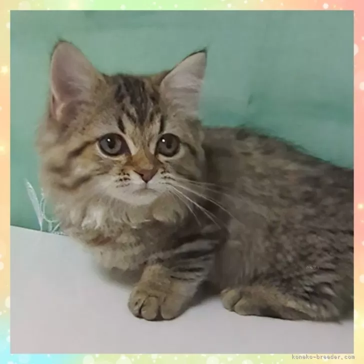 ID：2506-00967の子猫