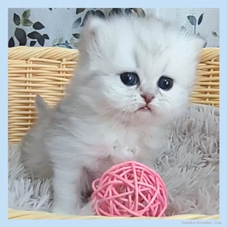 ID:2503-02188の子猫