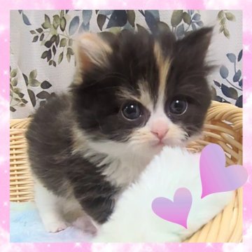 スコティッシュフォールド(立ち耳)【千葉県・女の子・2025年10月28日・キャリコ（セミロング）】の写真「とっても可愛いお顔立ちの女の子💖」