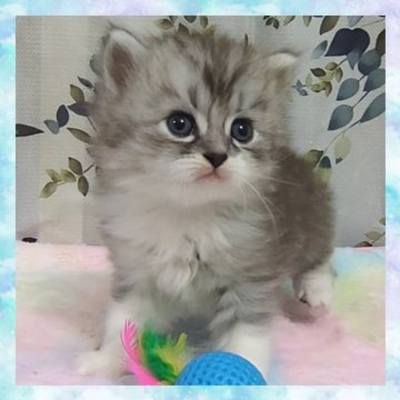 ミヌエット(長足)【千葉県・男の子・2025年10月22日・シルバータビー&ホワイト（セミロング）】の写真「超可愛いです🩷お目々ぱっちりなイケメン君」