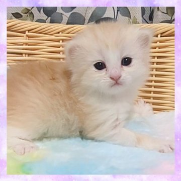 ミヌエット(長足)【千葉県・男の子・2025年10月22日・カメオ&ホワイト（セミロング）】の写真「超可愛いです😻優しいお顔立ちのイケメン君」