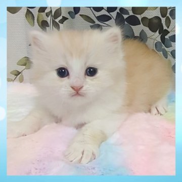 ミヌエット(長足)【千葉県・男の子・2025年10月22日・カメオ&ホワイト（セミロング）】の写真「超可愛いです🩵優しいお顔立ちのイケメン君」