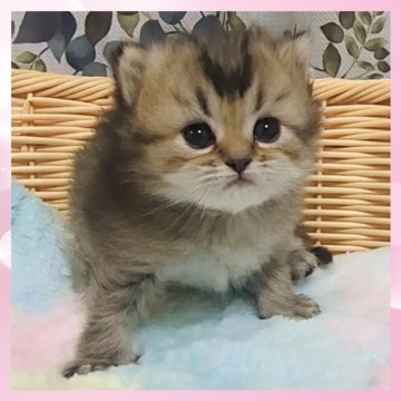 マンチカン(長足)【千葉県・女の子・2025年10月19日・ブラウンタビー（セミロング）】の写真「まん丸なお顔のとってもチャーミングな女の子🩷」